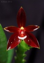 120401_Phal_cc_chattaladae3.jpg