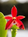 120401_Phal_cc_chattaladae4.jpg