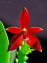 120401_Phal_cc_chattaladae5.jpg