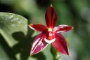 120402_Phal_cc_chattaladae.jpg
