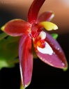 120402_Phal_cc_chattaladae2.jpg