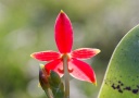 120402_Phal_cc_chattaladae3.jpg