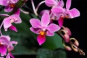 120416_Phal_equestris1.jpg