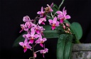 120416_Phal_equestris2.jpg