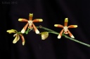 120422_Phalaenopsis_fuscata.jpg