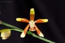 120422_Phalaenopsis_fuscata2.jpg