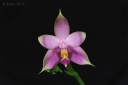 120422_Phalaenopsis_violacea_sumatra_blue.jpg