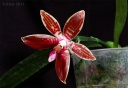 Nom du fichier=120501_Phal_corningiana1.jpg
Taille du fichier=158Ko
Dimensions : 800x556
Ajouté le : 01 Mai 2012 120501_Phal_corningiana1.jpg