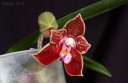 Nom du fichier=120501_Phal_corningiana12.jpg
Taille du fichier=159Ko
Dimensions : 800x523
Ajouté le : 01 Mai 2012 120501_Phal_corningiana12.jpg