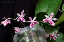 Nom du fichier=120501_Phal_modesta.jpg
Taille du fichier=208Ko
Dimensions : 800x534
Ajouté le : 01 Mai 2012 120501_Phal_modesta.jpg