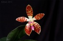 Nom du fichier=120501_Phal_sumatrana.jpg
Taille du fichier=117Ko
Dimensions : 800x534
Ajouté le : 01 Mai 2012 120501_Phal_sumatrana.jpg