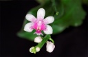 Nom du fichier=120625_Phalaenopsis_deliciosa.jpg
Taille du fichier=117Ko
Dimensions : 800x521
Ajouté le : 26 Juin 2012 120625_Phalaenopsis_deliciosa.jpg