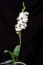 120625_Phalaenopsis_regneriana1.jpg
