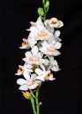 120625_Phalaenopsis_regneriana2.jpg