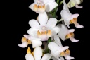 120625_Phalaenopsis_regneriana3.jpg