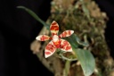 120726_Phalaenopsis_maculata.jpg