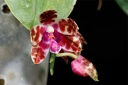 Nom du fichier=120726_Phalaenopsis_mariae.jpg
Taille du fichier=132Ko
Dimensions : 800x532
Ajouté le : 26 Juillet 2012 120726_Phalaenopsis_mariae.jpg