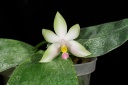 120726_Phalaenopsis_violacea.jpg
