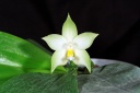 120726_Phalaenopsis_violacea_alba.jpg