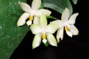 120726_Phalaenopsis_violacea_alba2.jpg