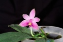 120726_Phalaenopsis_violacea_sumatra.jpg