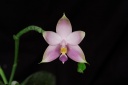 120726_Phalaenopsis_violacea_sumatra_blue.jpg