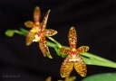 120810_Phalaenopsis_cornu-cervi_bb.jpg