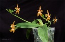 120810_Phalaenopsis_cornu-cervi_bb2.jpg