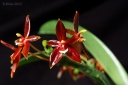 120810_Phalaenopsis_cornu-cervi_chattaladae.jpg