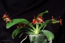 120810_Phalaenopsis_cornu-cervi_chattaladae2.jpg