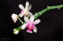 120810_Phalaenopsis_deliciosa.jpg