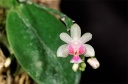 120810_Phalaenopsis_deliciosa2.jpg