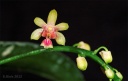120810_Phalaenopsis_deliciosa_hookeriana.jpg