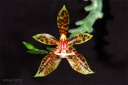 120810_Phalaenopsis_pantherina.jpg
