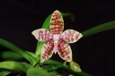 120924_Phalaenopsis__hieroglyphica.jpg