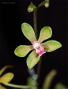 120924_Phalaenopsis__stobartiana1.jpg