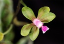 120924_Phalaenopsis__stobartiana2.jpg