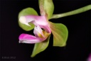 120924_Phalaenopsis__stobartiana3.jpg