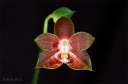 120924_Phalaenopsis_venosa_Solid_Red.jpg