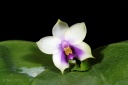 120927_Phalaenopsis__bellina_coerulea.jpg