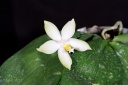121107_Phalaenopsis_bellina_alba.jpg