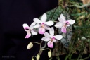 121107_Phalaenopsis_lindenii.jpg