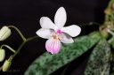 121107_Phalaenopsis_lindenii2.jpg