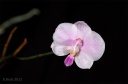 121107_Phalaenopsis_lowii1.jpg