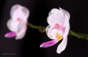 121107_Phalaenopsis_lowii2.jpg
