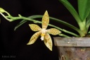 121107_Phalaenopsis_pallens.jpg