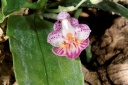 Nom du fichier=130111_Phalaenopsis_appendiculata.jpg
Taille du fichier=205Ko
Dimensions : 800x534
Ajouté le : 11 Janvier 2013 130111_Phalaenopsis_appendiculata.jpg