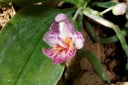 Nom du fichier=130111_Phalaenopsis_appendiculata2.jpg
Taille du fichier=198Ko
Dimensions : 800x534
Ajouté le : 11 Janvier 2013 130111_Phalaenopsis_appendiculata2.jpg