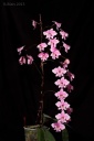 130219_Phal_schilleriana_CM.jpg