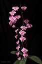 130219_Phal_schilleriana_CM2.jpg